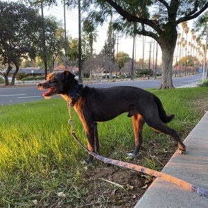 Team Page: Fab Fullers